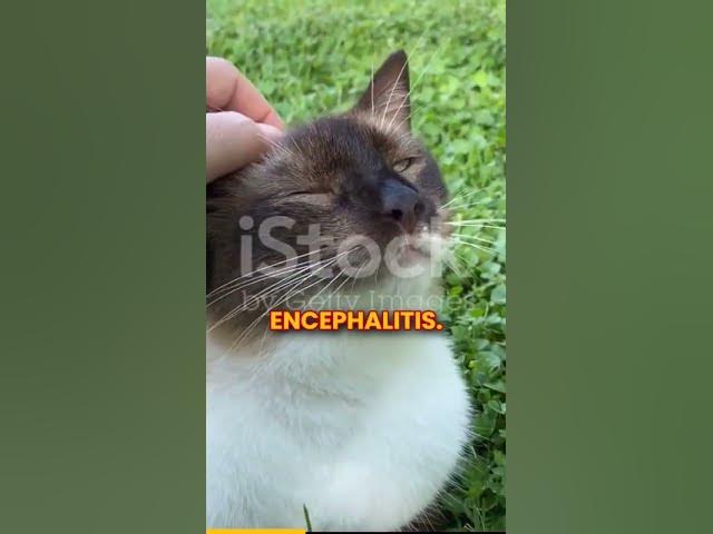 'Video thumbnail for How Many Types of Ticks Are There?'