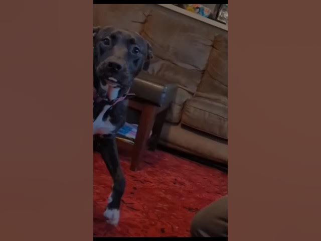 'Video thumbnail for Funny Dog Reaction - pranked by owner - Doggozila.com #funnydogs #funnyanimal #doghumor #doggos'
