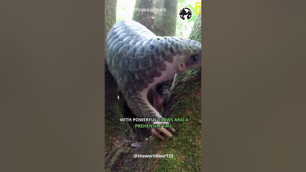 Video thumbnail for Pangolin Protectors - Guardians of the Forest Floor #shorts #pangolin