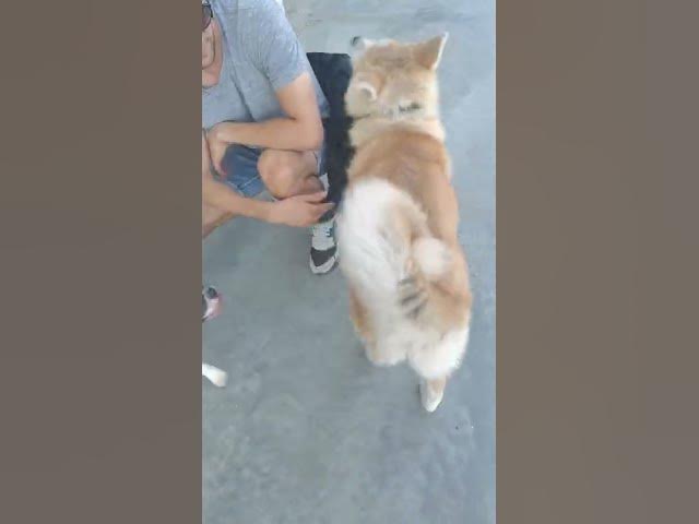 'Video thumbnail for #dog #happydog #germanshepherd #happy #gsdpuppy #gsd #puppy'