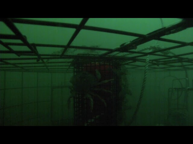 'Video thumbnail for Dungeness Crab Pot Underwater footage'