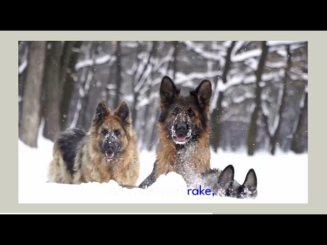 'Video thumbnail for how to brush your german shepherd'