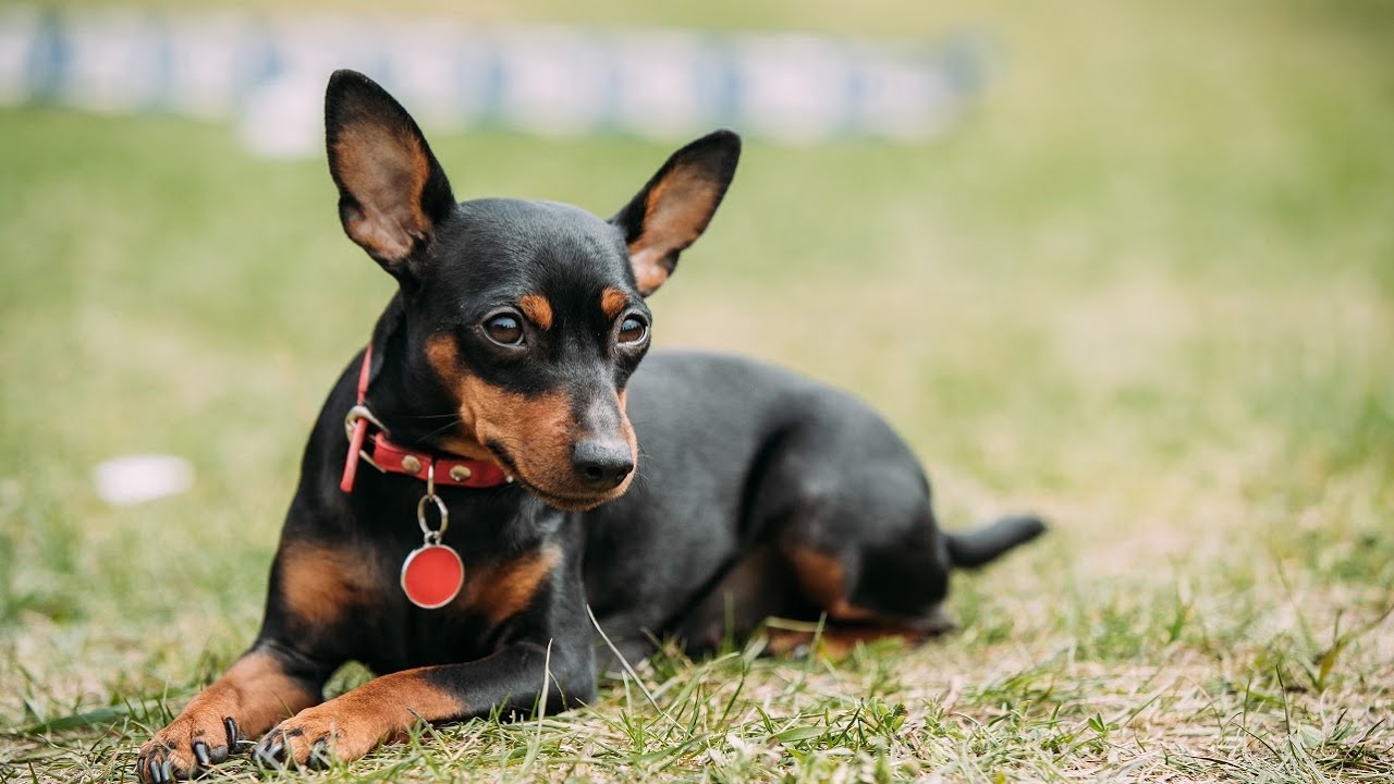 Toy clearance miniature pinscher