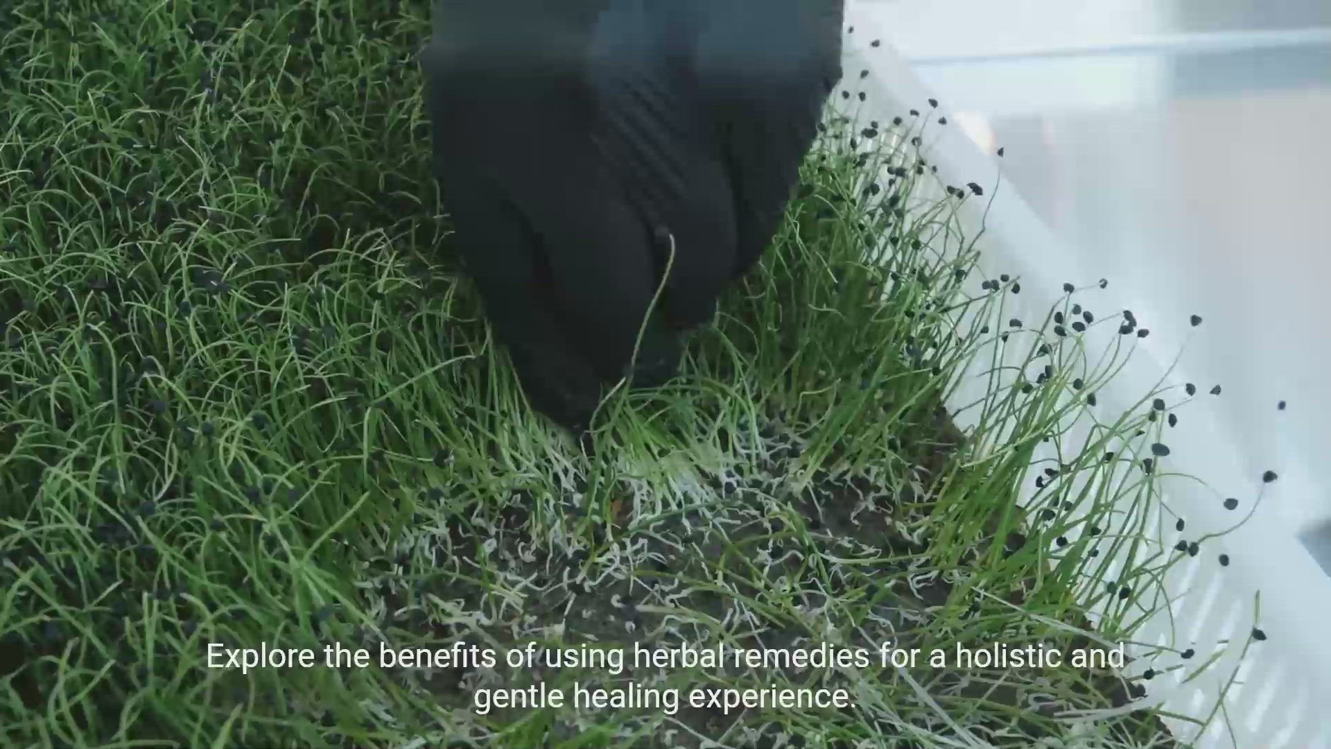 'Video thumbnail for Natural Herbal Remedies for Treating Diseases'