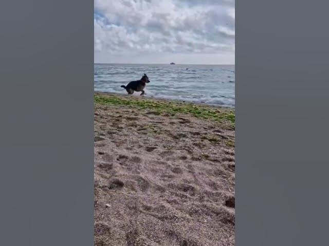 Video thumbnail for Let's play, if you want to play Mrrr ▶️❤️😂#dog #germanshepherd #happydog #