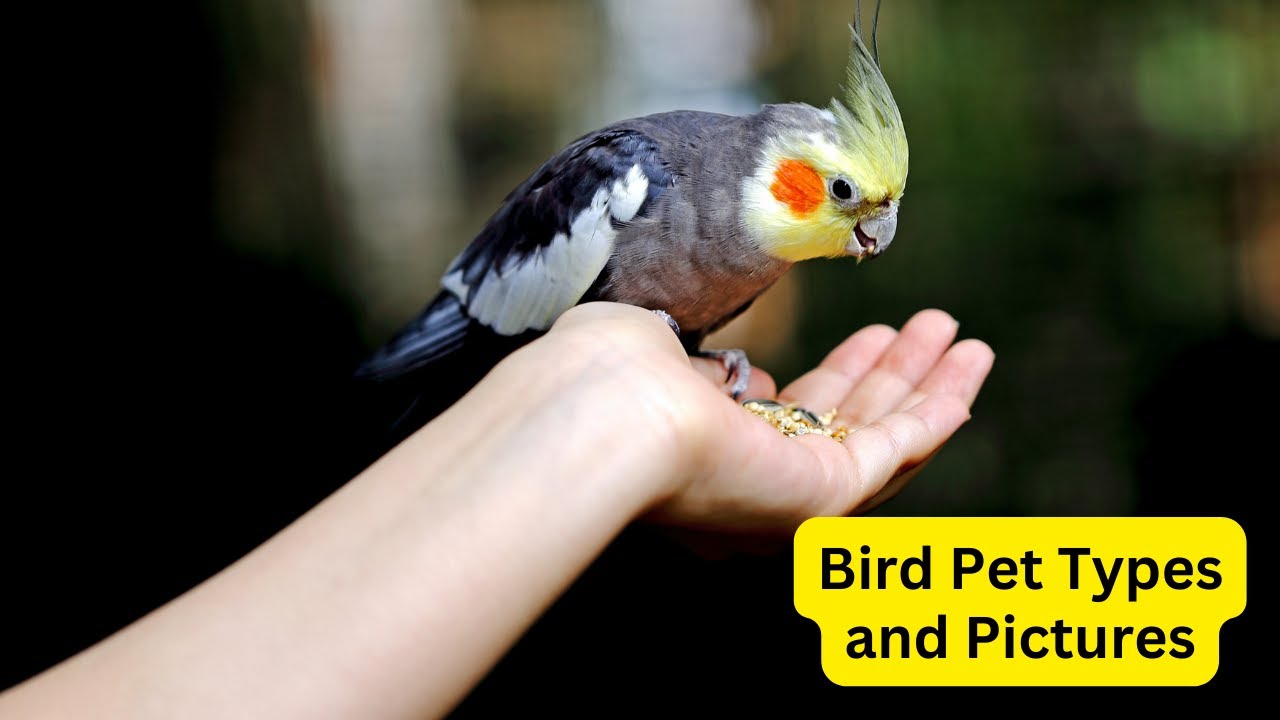 'Video thumbnail for Bird Pet Types and Pictures: Exploring the World of Bird Pets'