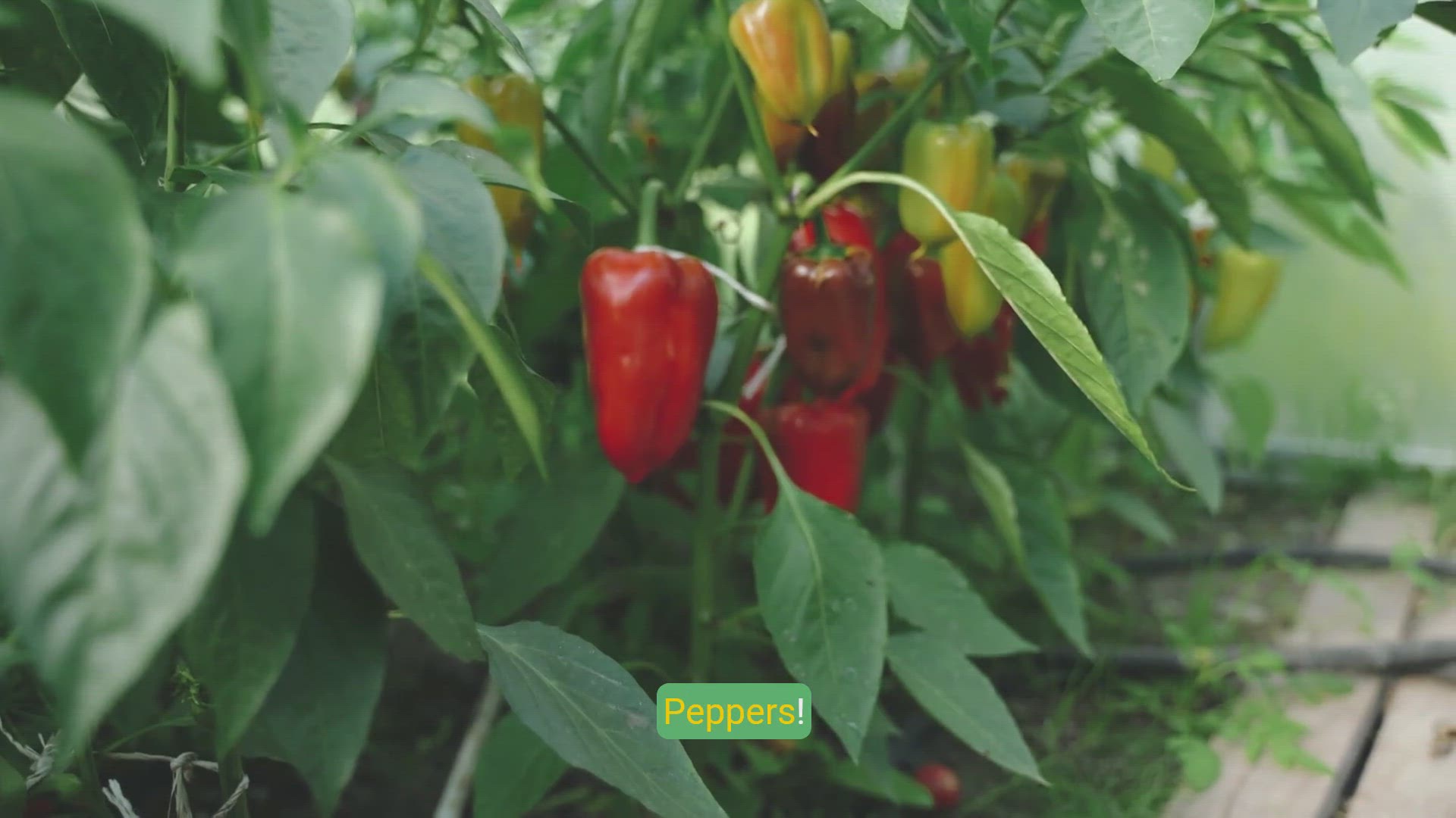 Video thumbnail for Super Bowl Snack_ Pimento Cheese-Stuffed Mini Peppers Tutorial