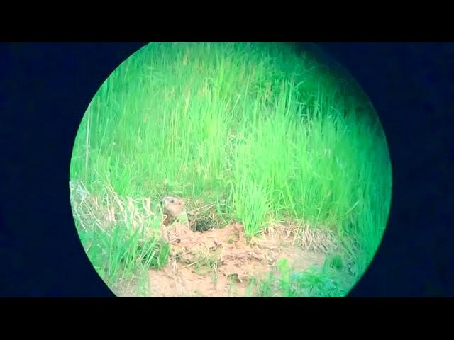 Video thumbnail for woodchucks getting smoked