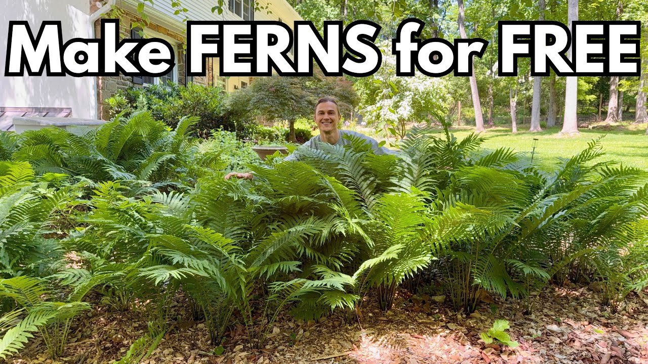 Video thumbnail for Easy FERN Propagation - How to Make More Ferns for Free