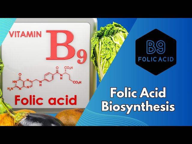 Video thumbnail for Folic Acid Biosynthesis: Understanding the Pathway to Vital Health