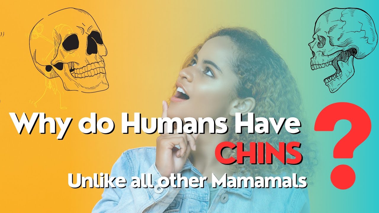 Video thumbnail for Humans Chin:  Adaptation or relic?