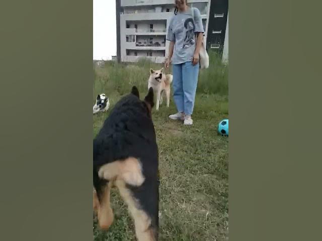 'Video thumbnail for #dog #happydog #germanshepherd #happy #gsdpuppy #gsd #puppy'