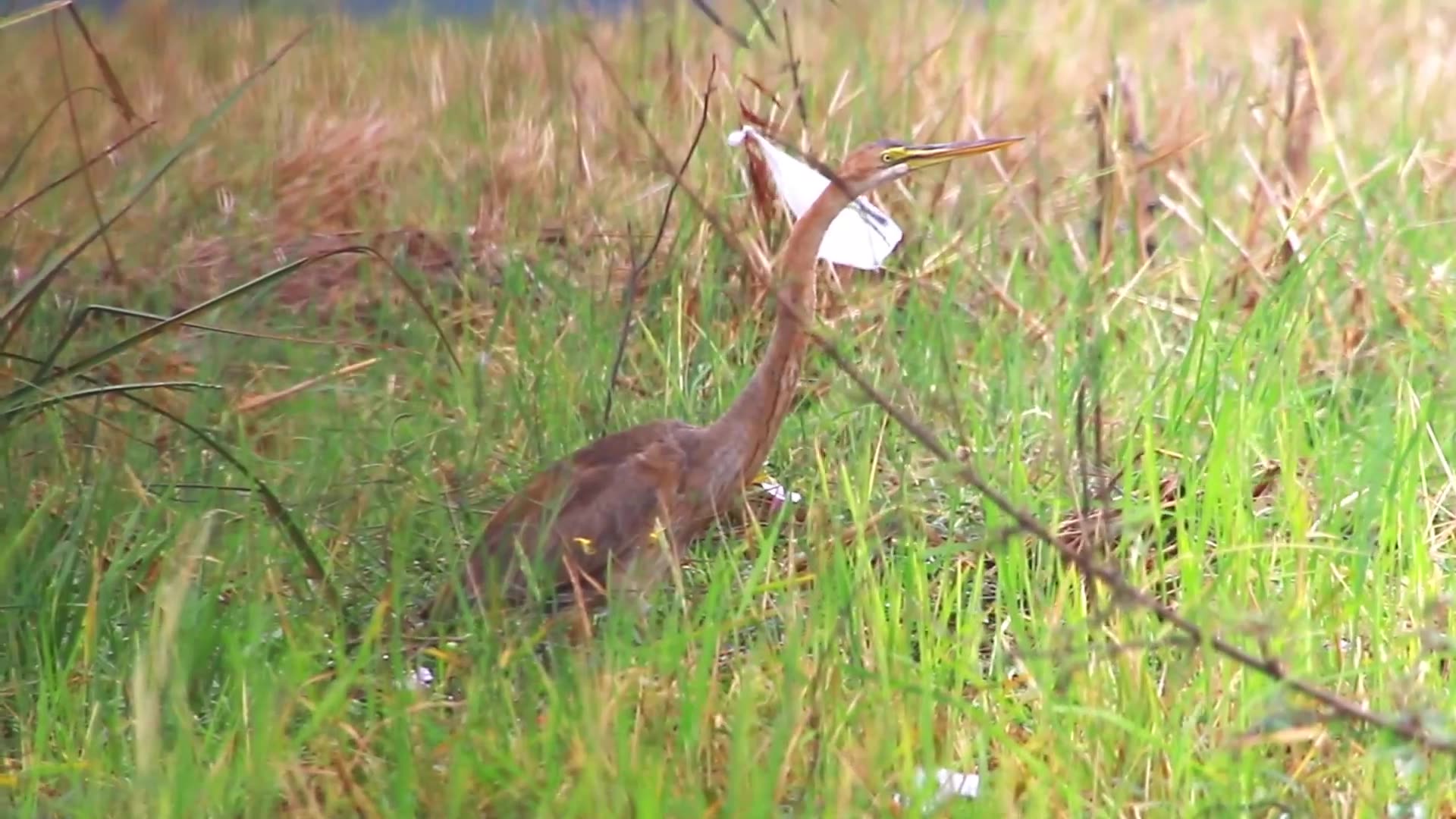 'Video thumbnail for Amazing of lake - Gain bird waiting in grass to catch fish| EP-04'