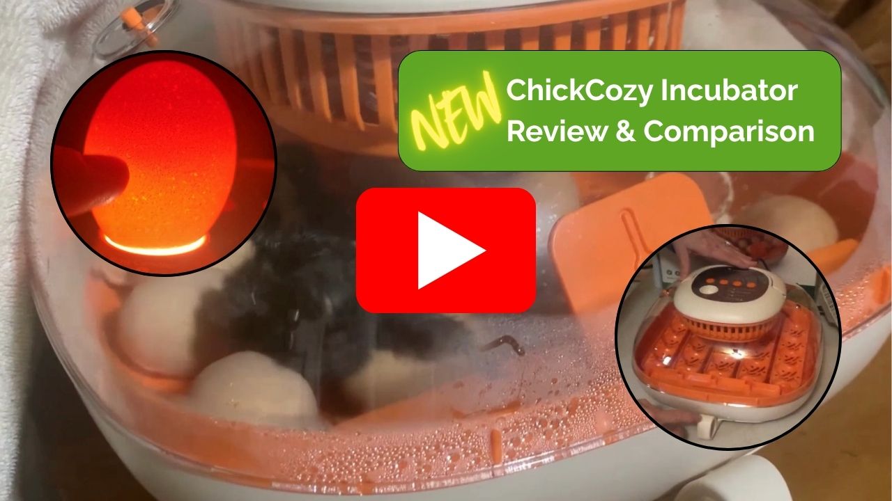 Video thumbnail for Old vs New ChickCozy Incubator – Side by Side Egg Hatching Test