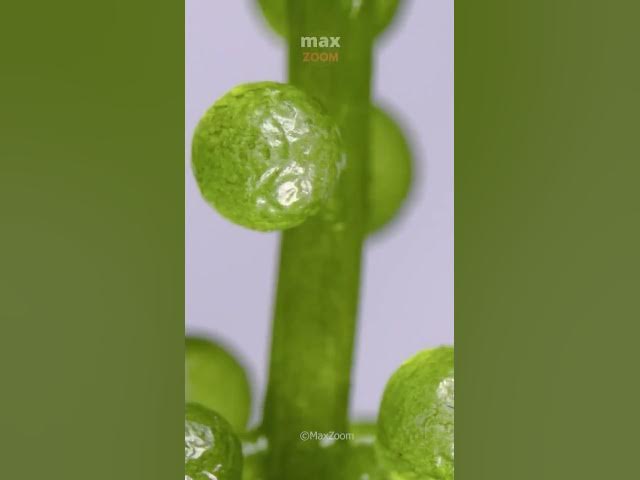 Video thumbnail for How things work close up #macro #closeup #satisfying