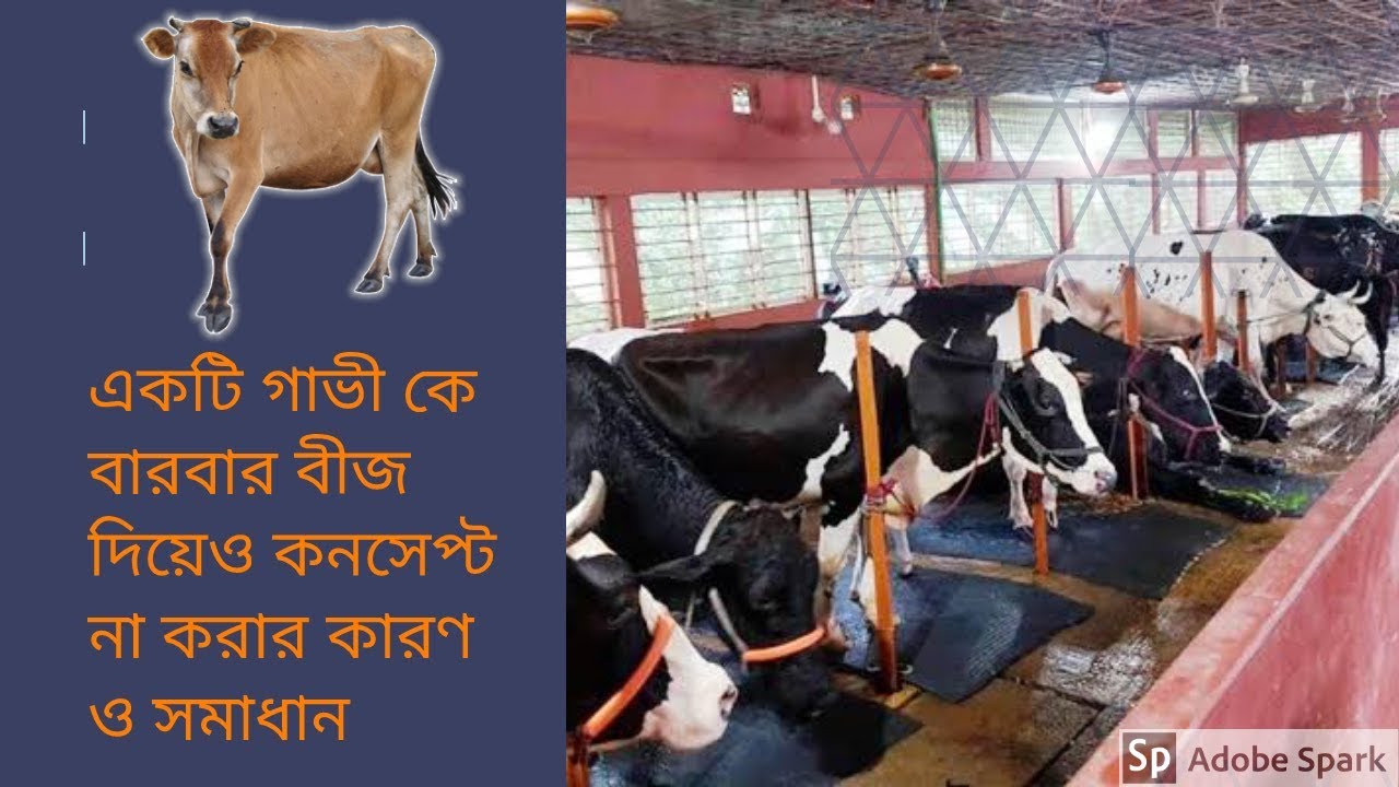 Video thumbnail for গাভী গরুর খামার | বারবার বীজ দিয়েও কনসেপ্ট না করার কারণ ও এর সমাধান