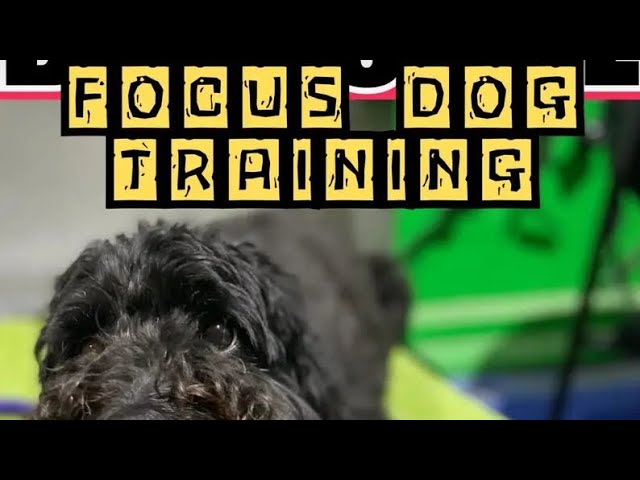 Video thumbnail for Focus Dog Training: Train Your Dog To Ignore Distractions by Doggozila Magazine