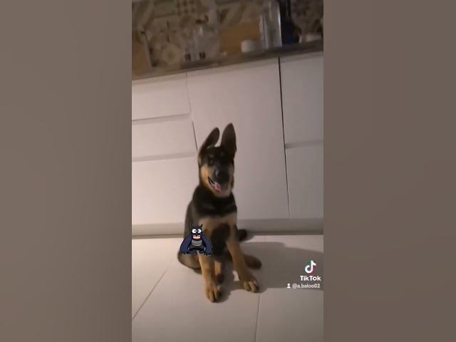 'Video thumbnail for #happydog #dog #happy #germanshepherd #gsdpuppy #gsd'