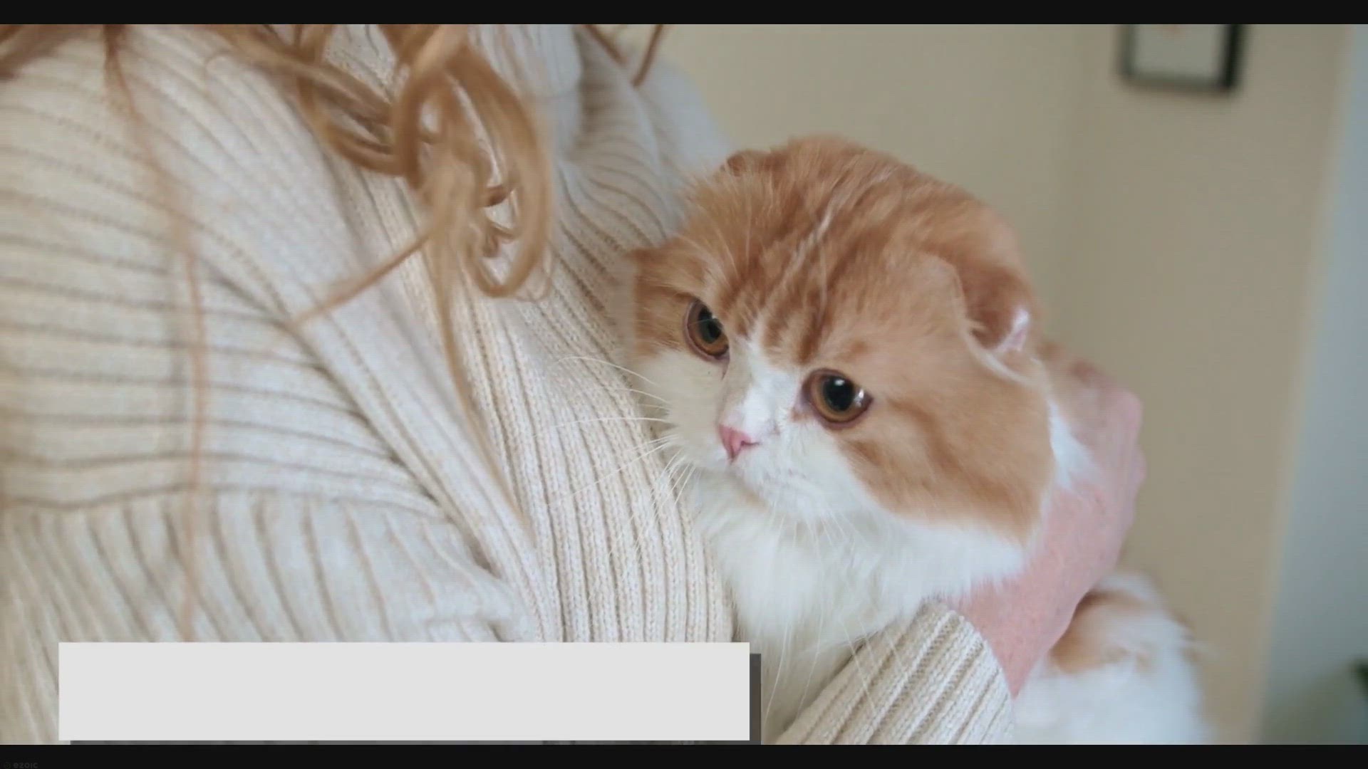 Video thumbnail for The Complete Guide to Ragdoll Cats: Care, Health, and Creating the Perfect Home