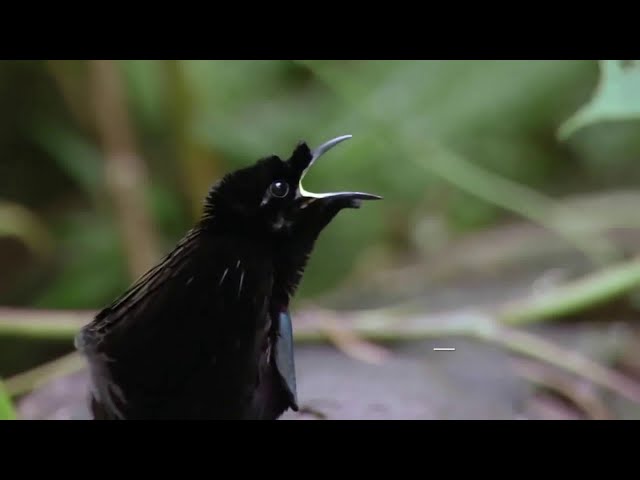 Video thumbnail for superb animals adaptations