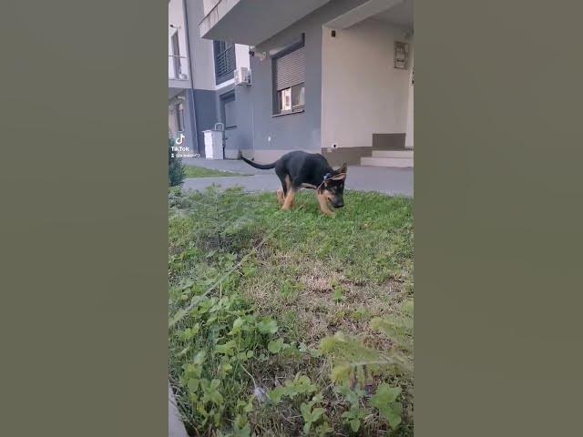 'Video thumbnail for #happydog #happy #dog #germanshepherd #gsdpuppy #gsd'