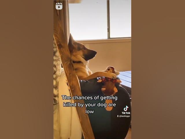 'Video thumbnail for Scary Doggo #scarydog #germamshepard #cutestdog #funnydog #dramadog'