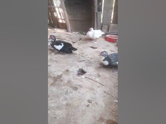 Video thumbnail for Muscovy Ducks #shortsvideo