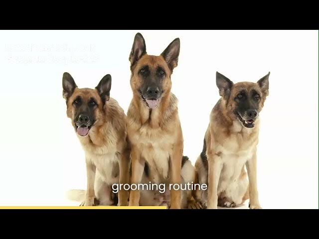 'Video thumbnail for how to brush your german shepherd'