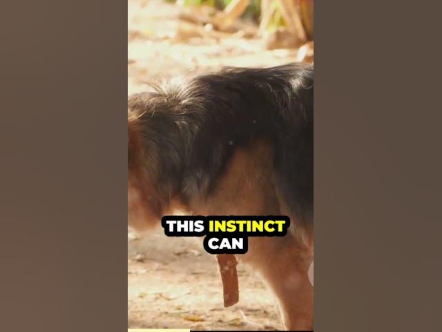 'Video thumbnail for https://baloogsd.com/2024/03/01/are-german-shepherds-aggressive/'