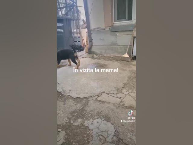 'Video thumbnail for #dog #gsdpuppy #gsd #germanshepherd #happydog #happy'