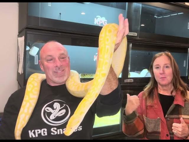 Video thumbnail for ANGEL-Albino Burmese python het caramel pied, het granite and het green