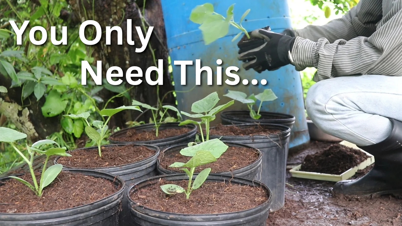 Video thumbnail for What You Really Need to Start Container Gardening