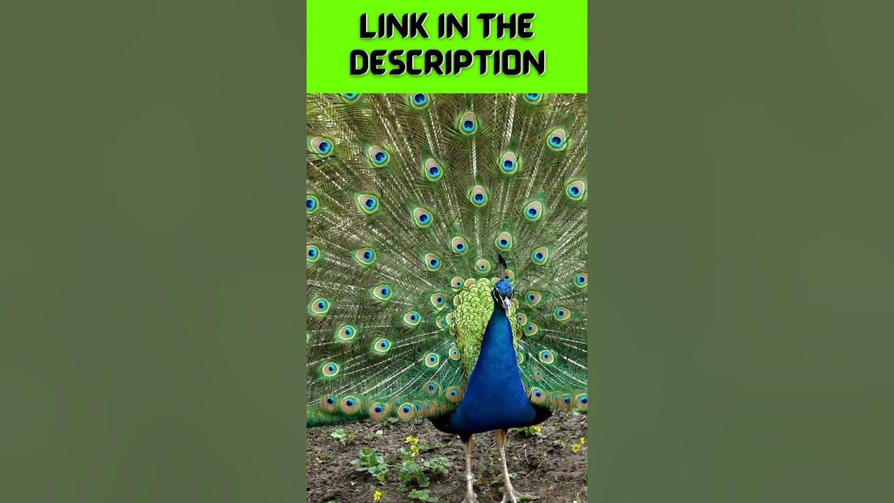 Video thumbnail for Peacock's Dance in The Rain Will Make You Believe in Love Again #shorts