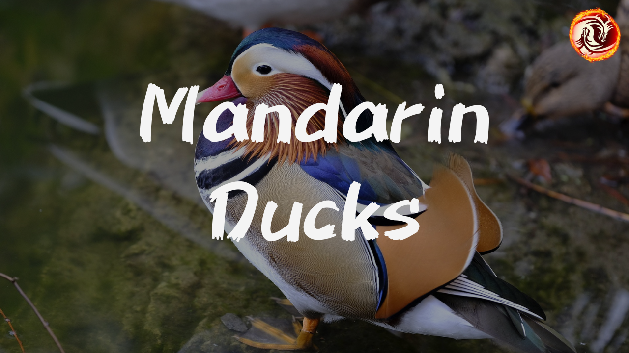 Video thumbnail for Mandarin Ducks: The Ultimate Symbol of Love & Loyalty