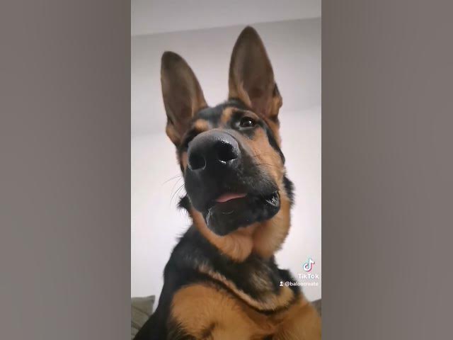 'Video thumbnail for #happydog #ciobanescgerman #dog #germanshepherd #happy'