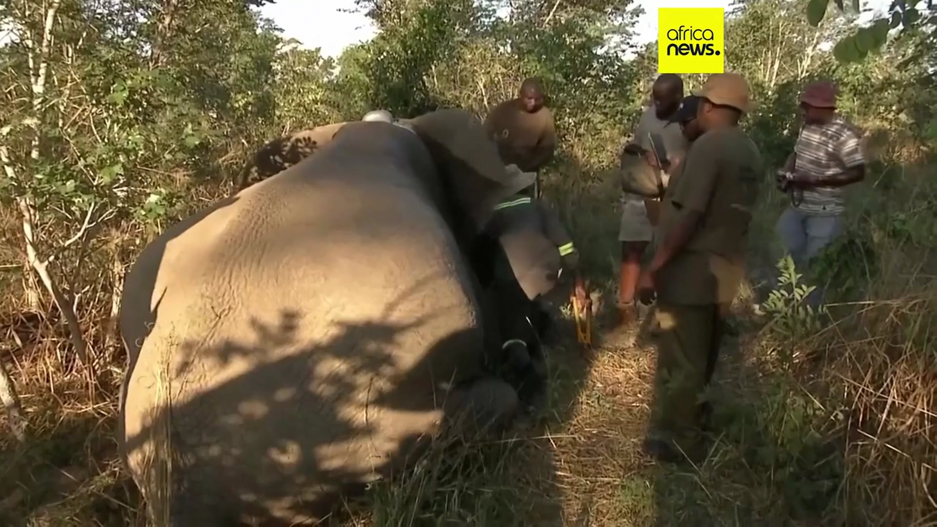 'Video thumbnail for Zimbabwe to cull 50 elephants, distribute meat to locals'