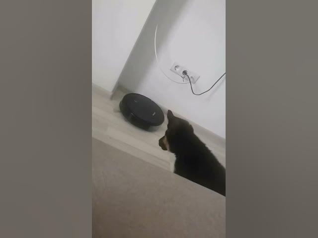 'Video thumbnail for robot vs #dog #gsdpuppy #gsd #happy #happydog'