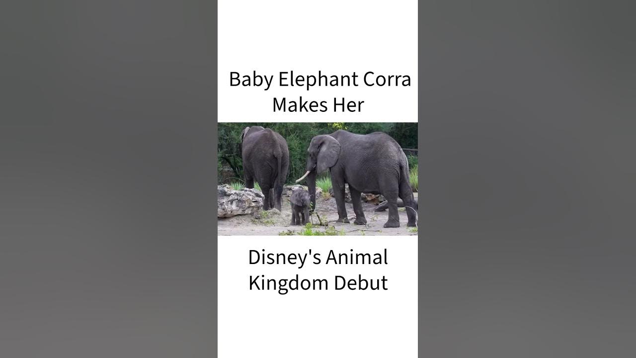 'Video thumbnail for Baby Elephant Corra Makes Her Debut to Guests at Disney’s Animal Kingdom'