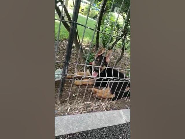 'Video thumbnail for baloo #sleeps #outside #dog #gsdpuppy #gsd #germanshepherd #happydog #happy'
