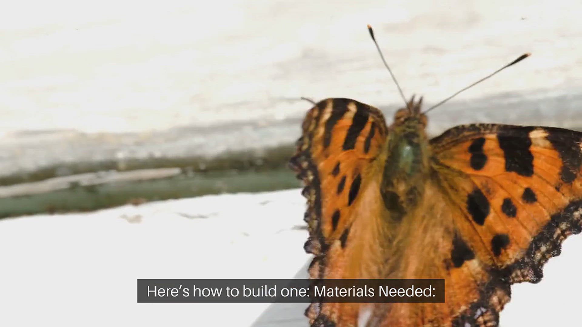 'Video thumbnail for DIY Butterfly House Projects'
