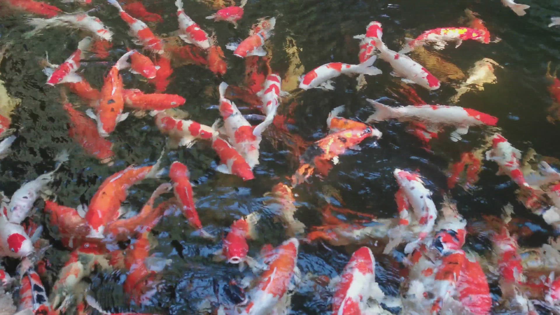 video of: Breeding Koi Fish in Brackish Water A New Frontier