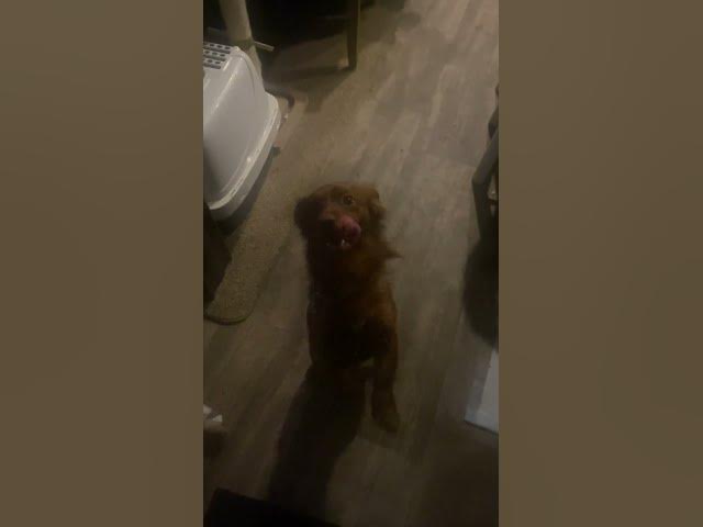 Video thumbnail for Tank has accepted “The Cheese Tax” #dog #dogs #cheese