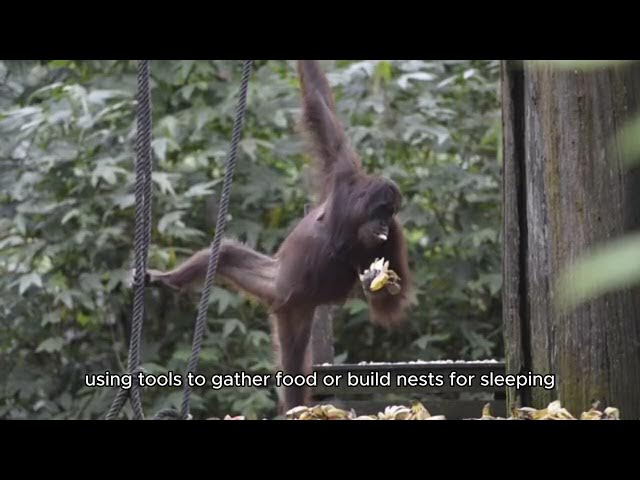 Video thumbnail for Orangutans: The Tree Giants of the Rainforest | Orangutans Documentary
