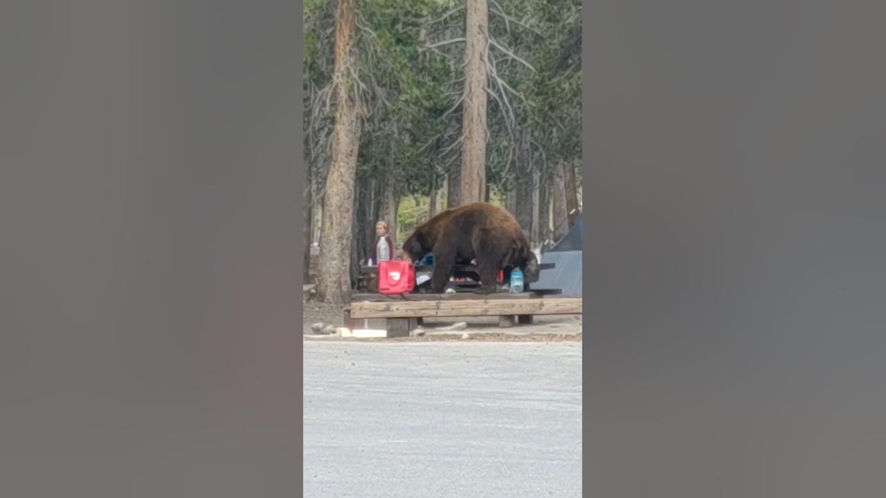 Video thumbnail for Big Bear Scares Campground During Breakfast || Mammoth Lakes California #shorts Bear