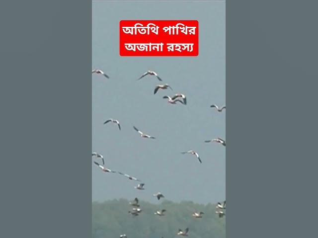 Video thumbnail for অতিথি পাখির অজানা রহস্য #shorts #birds #foryou #viral #দৃষ্টিকোণ
