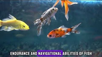 'Video thumbnail for "Discover the Wonders of the Underwater World: Fascinating Facts About Fish"'