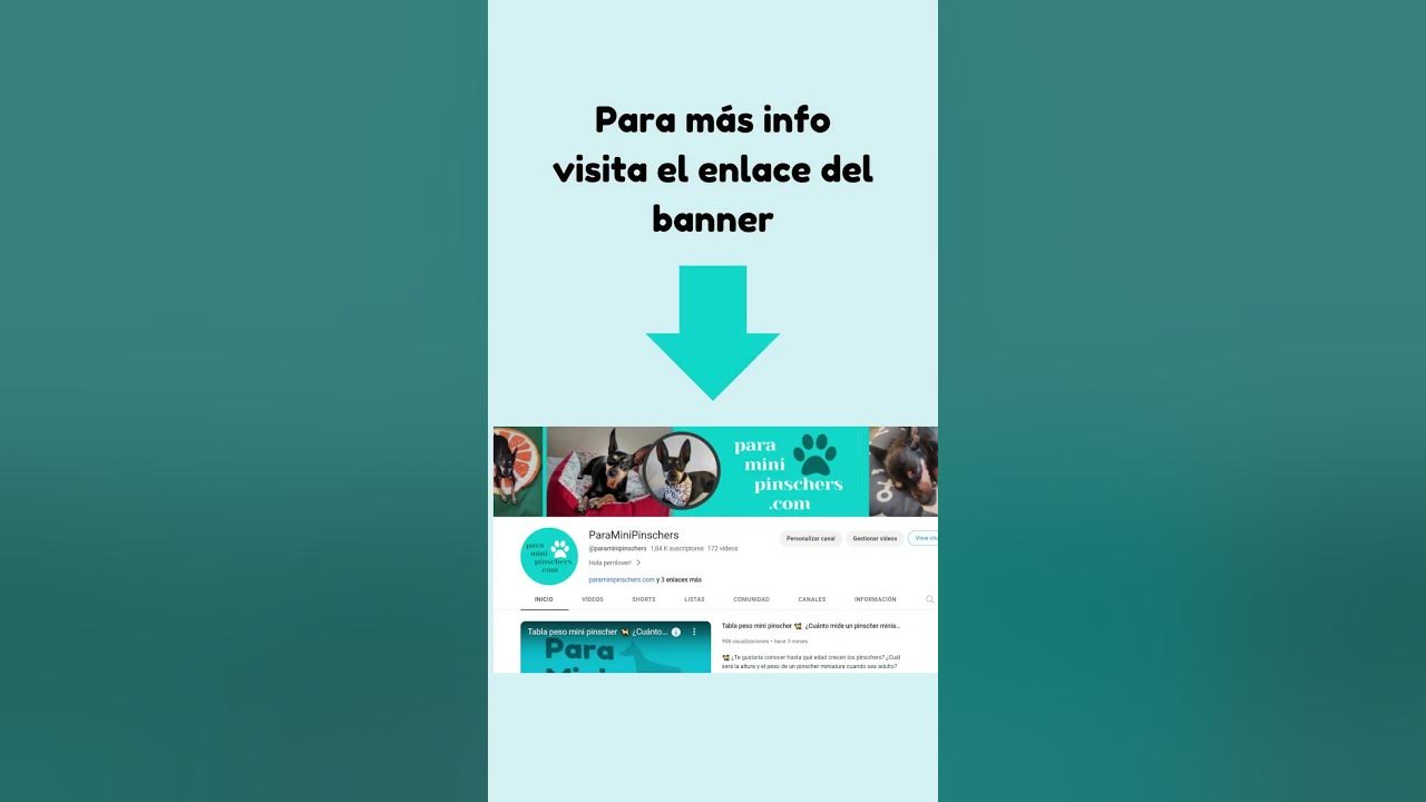 Video thumbnail for 馃悤Negocio: camas para perros   鉂わ笍