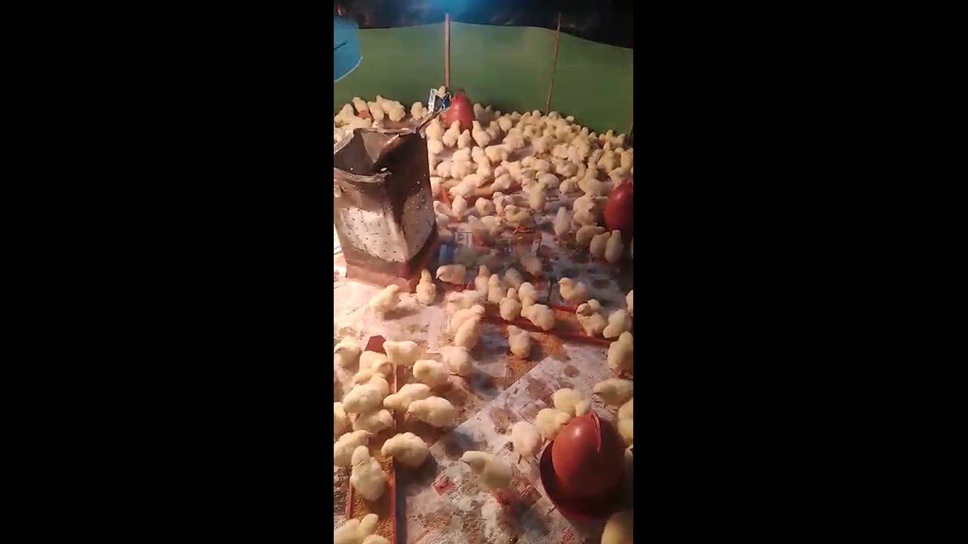 Video thumbnail for Broiler chicks brooding management