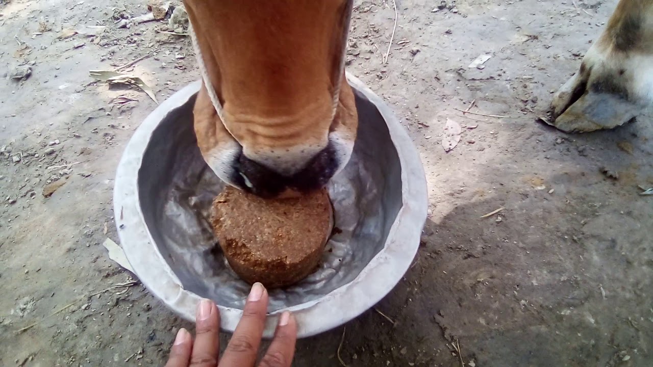 Video thumbnail for UMMB | ইউরিয়া মোলাসেস মাল্টি নিউট্রিয়েন্ট ব্লক | গরুর কাছে কতটা সুস্বাদু?