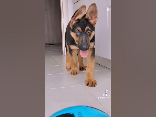 'Video thumbnail for #happydog #germanshepherd #dog #gsdpuppy #gsd'